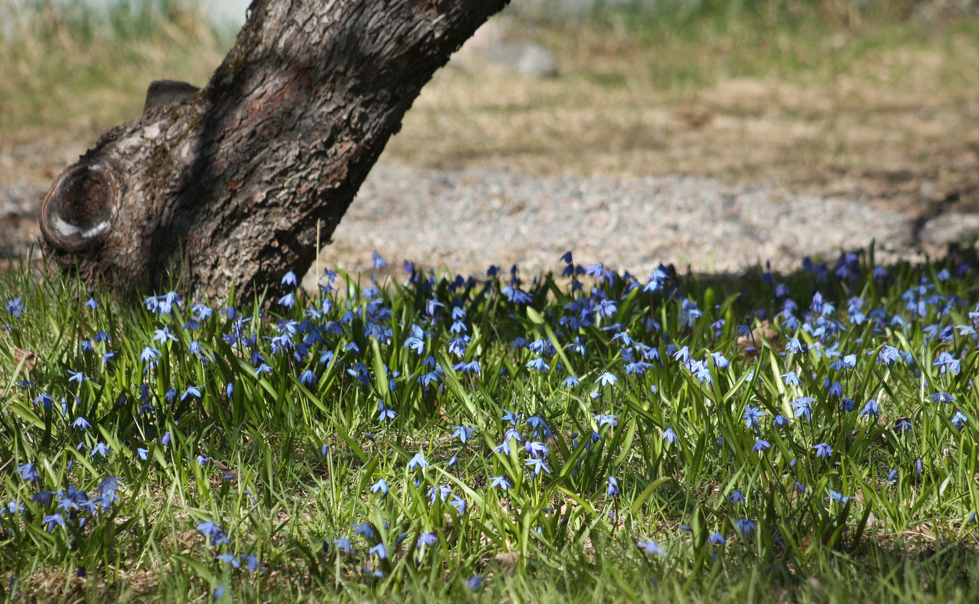 sinisiä kukkivia skilloja